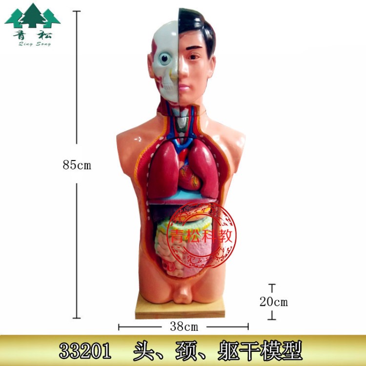 85cm高 人体头颈躯干模型 半身心肺肝肾胃肠生物医学教具教学仪器