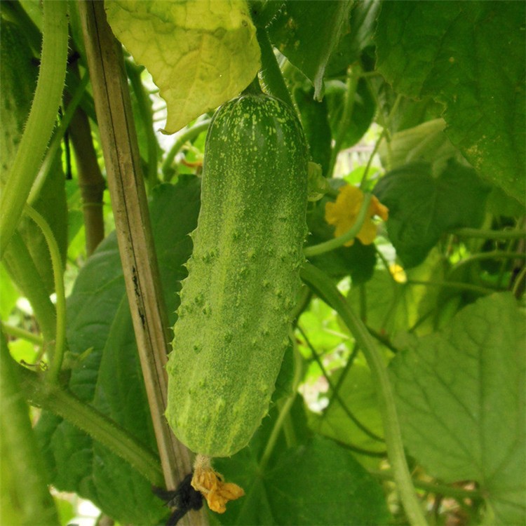 水果黄瓜种子 荷兰小黄瓜 阳台盆栽四季菜籽蔬菜种子10粒