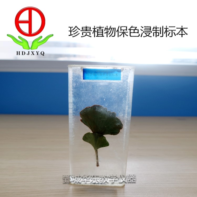 华东教学仪器珍贵植物保色浸制标本 中小学科学仪器 标本