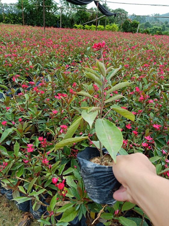 厂家批发绿化工程苗木 琴叶珊瑚 珊瑚花、琴叶樱  、日日樱