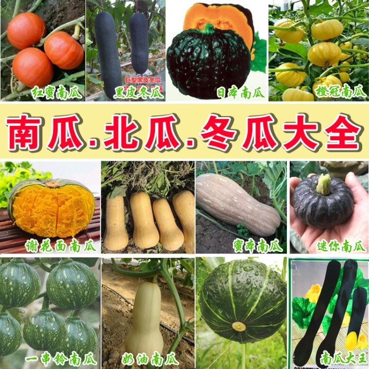 南瓜种子 巨型大南瓜籽 粉皮大冬瓜 黑皮冬瓜 奶油南瓜 蜜本 果蔬