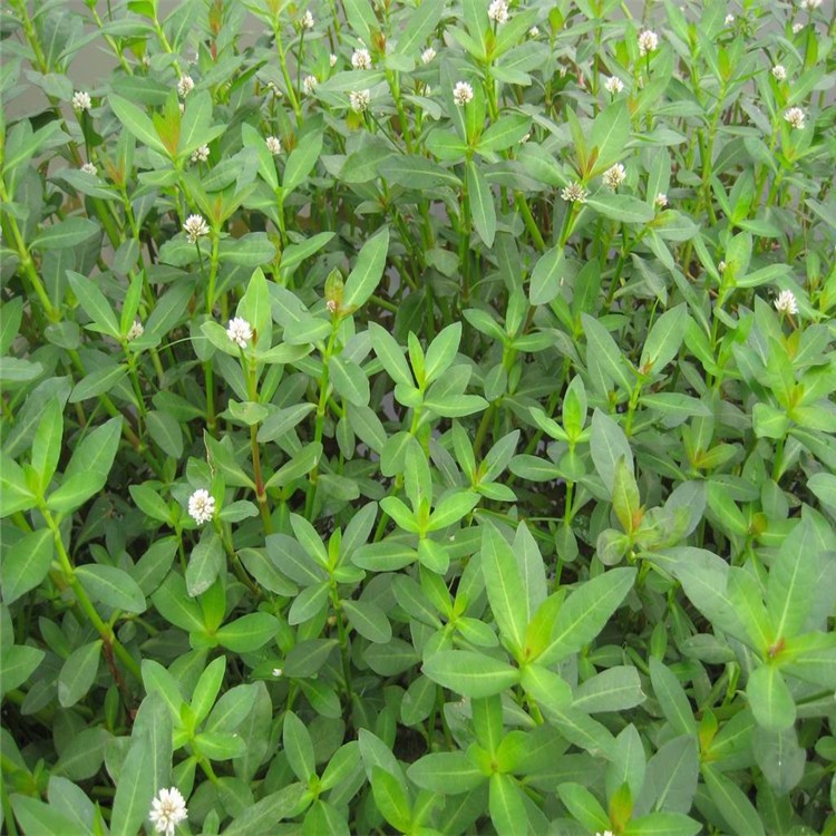 池塘水生植物水花生种子 又名空心莲子草，养鱼，虾，蟹的 水草子