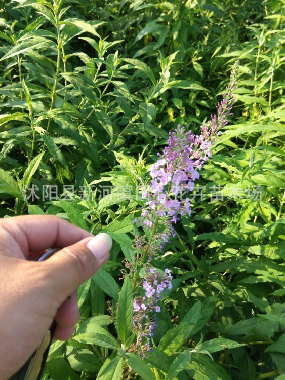 醉鱼草 盆栽苗 水生植物 基地直销 批发价格 水景绿化工程