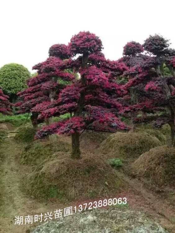 湖南红花继木之乡红花继木桩景，造型红花继木，嫁接红花继木