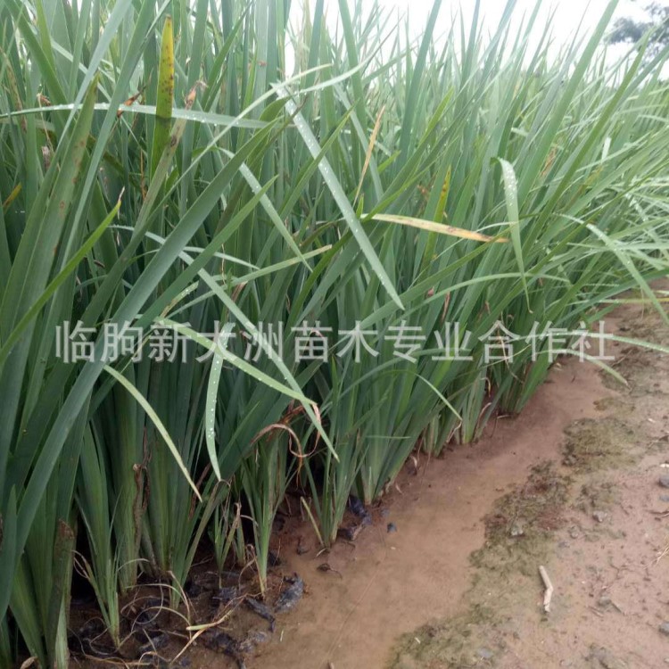 青州马兰基地批发草花白花马蔺 马莲苗旱蒲绿化苗木马兰花