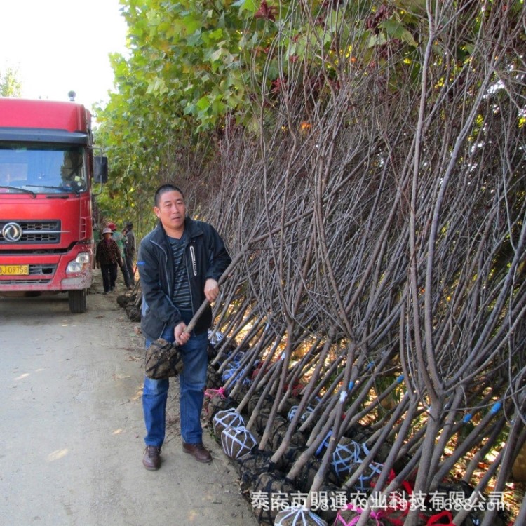 河南紫叶李苗 山西紫叶李树苗 西藏紫叶李树 山东速生红叶李基地