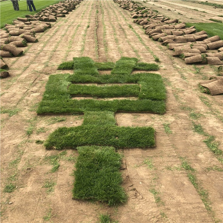 石家庄基地种植陕西工程绿化草皮卷，矮生无需修剪，易成活