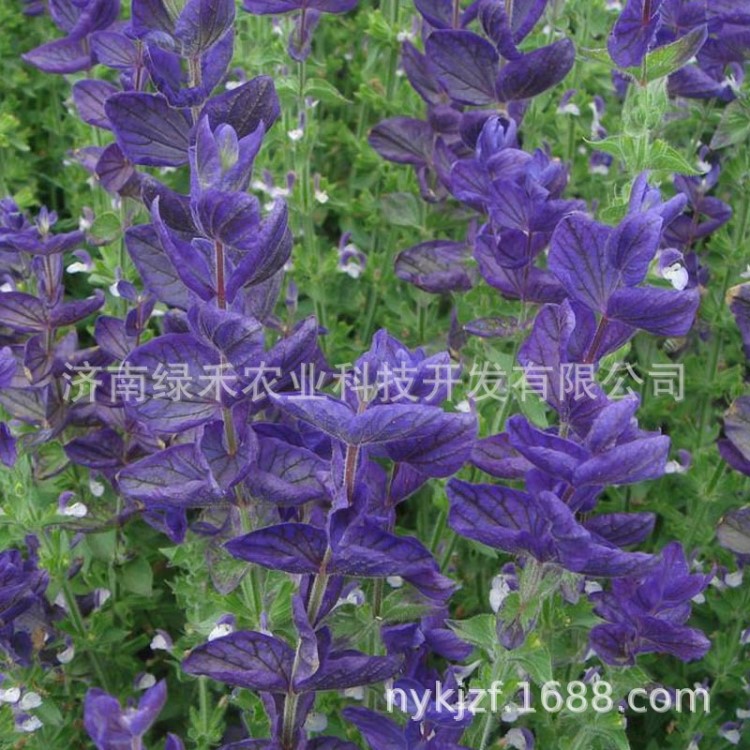 鼠尾草种子 香草种子 盆景蔬菜 兰花鼠尾草新品 观叶植物5克装