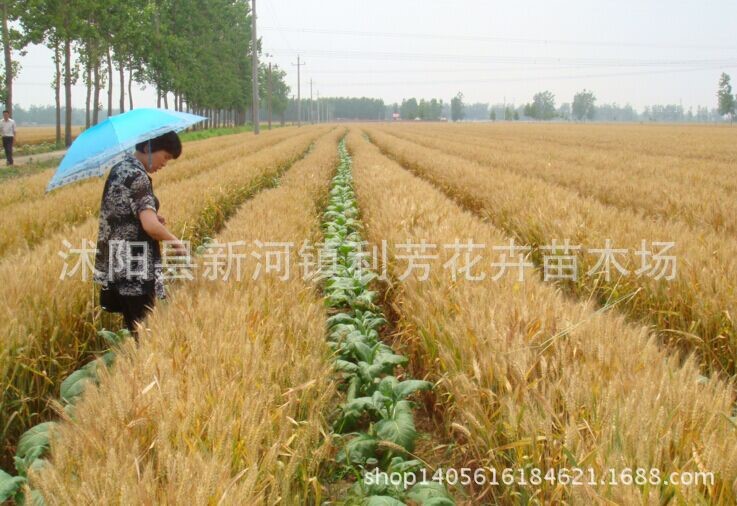 矮杆3抗1号麦种抗病抗倒 小麦种子批发 原种