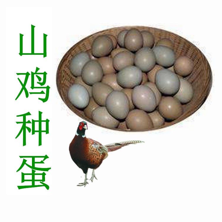 育种厂家供应七彩山鸡种蛋,全国批发运输包活,七彩山鸡种蛋价格