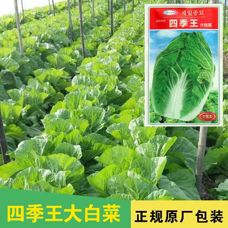 四季大白菜种子春白菜种子 春秋季大白菜10g炮弹型早熟抗病白菜