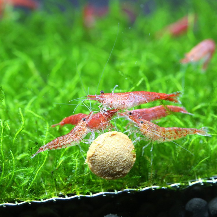 樱花虾观赏虾活体除藻清苔虾宠物虾淡水虾水族鱼缸观赏虾草缸批发