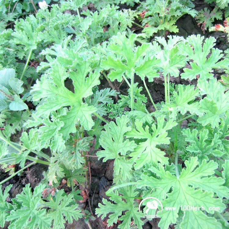 基地直销芳香植物玫瑰天竺葵地栽种苗批发芳香驱蚊量大优惠