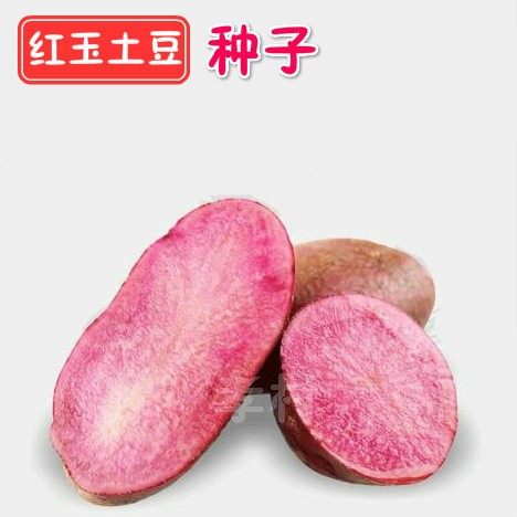 红心土豆种子脱毒5斤马铃薯四季播种红皮土豆蔬菜种子