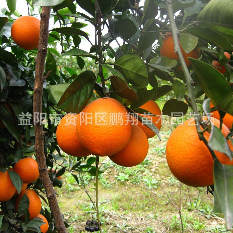 脐橙果树苗 嫁接果苗可庭院种植 果味浓甜新品种无核蜜橙苗木批发