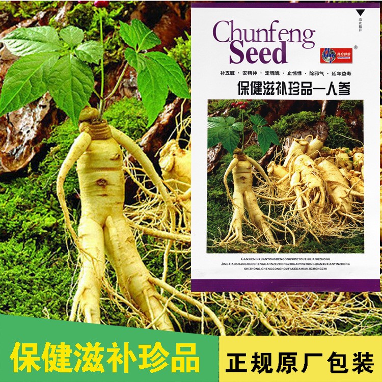 盆栽地栽植物 长白山人参种子 西洋参种子 花旗参种子 贵重补品