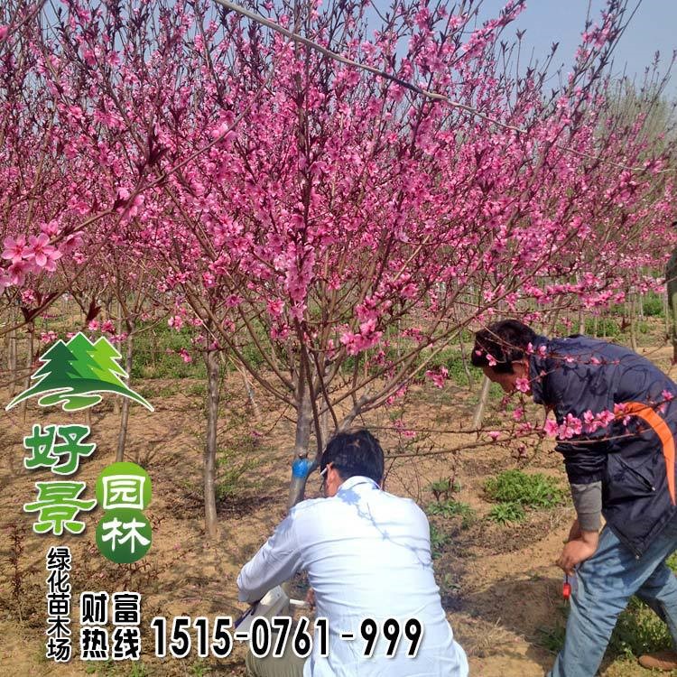 基地批发碧桃 青叶 绿叶 红叶 紫叶碧桃 品种 行道树 绿化