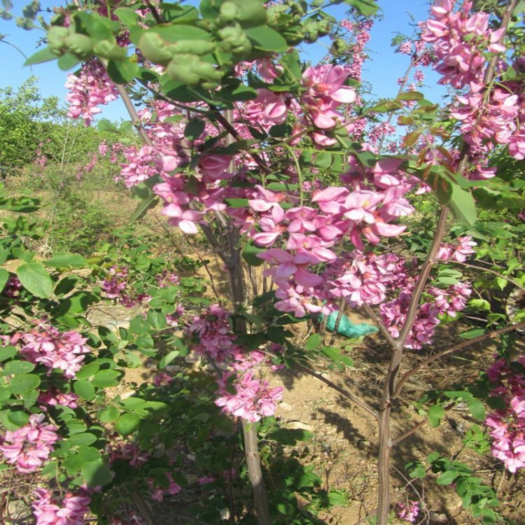 *苗圃 常年供应 香花槐树苗 名贵树苗 观花植物 香味浓郁8-15公分