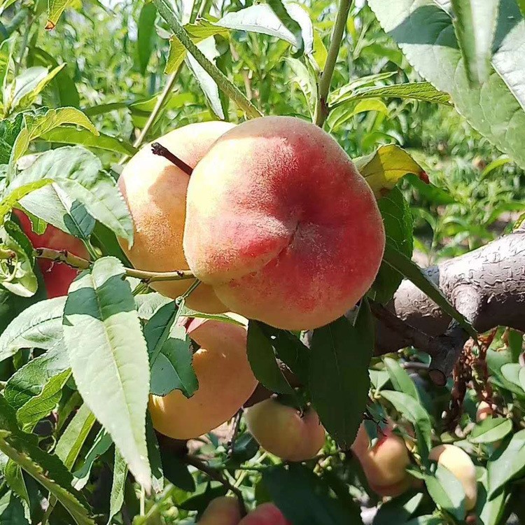 苗圃出售明月油蟠桃树苗 根系发达油蟠（风味皇后）桃苗