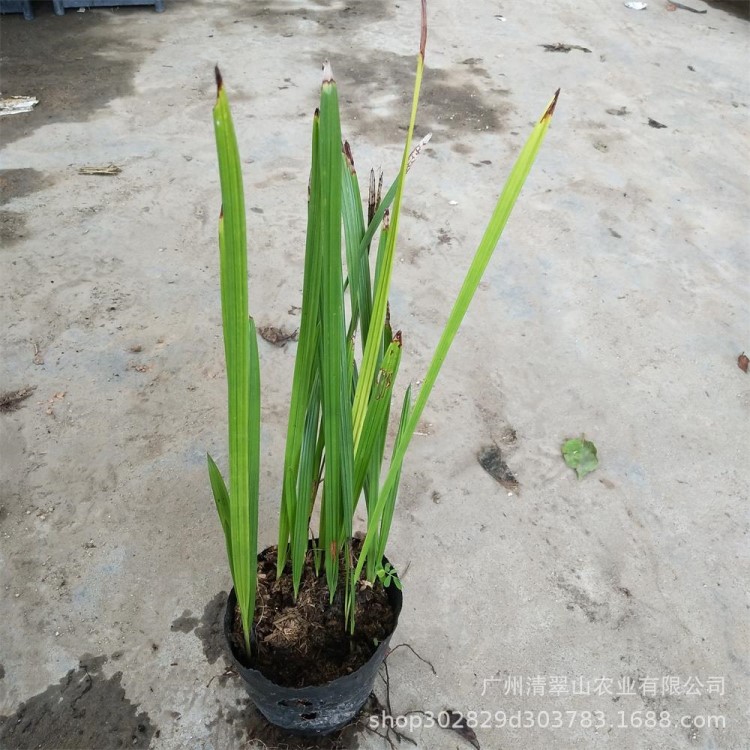 苗圃直销中东海枣苗庭院阳台盆栽花卉绿植四季常青银海枣苗