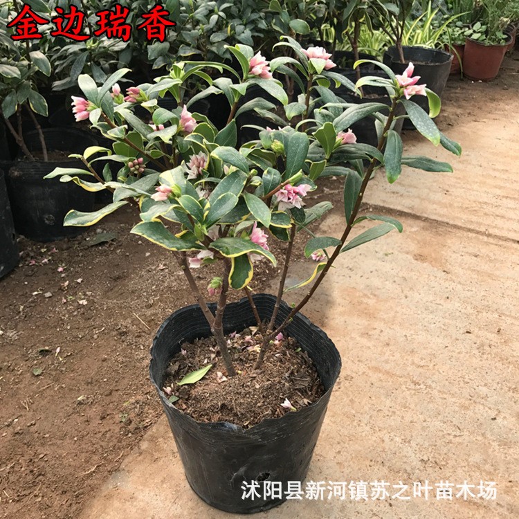 金边瑞香盆栽批发绿植花卉室内桌面盆栽花卉地栽盆栽常青赏花植物