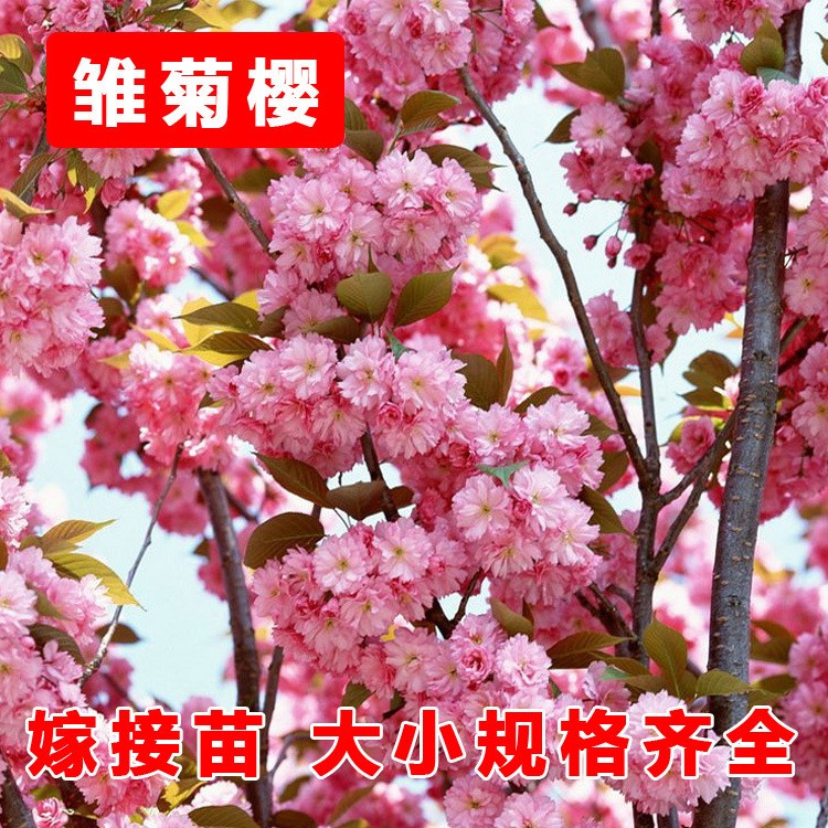 雏菊樱樱花苗 樱花小苗 日本重瓣白色樱花树苗 嫁接苗 量大批发