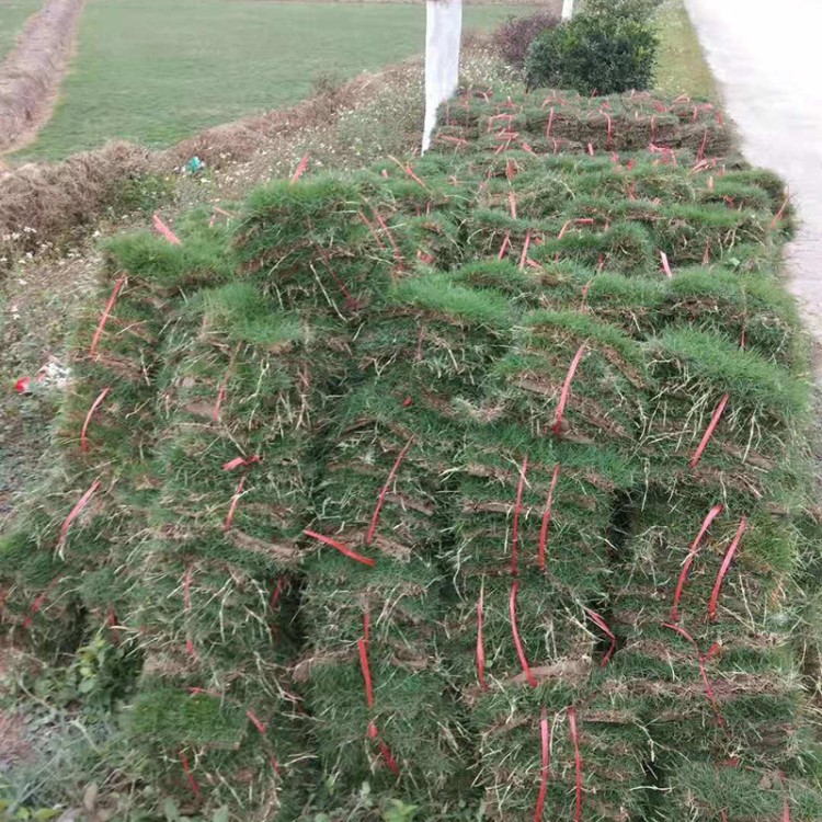 批发真草皮 果岭草卷 道路绿化 足球场 高尔夫草坪