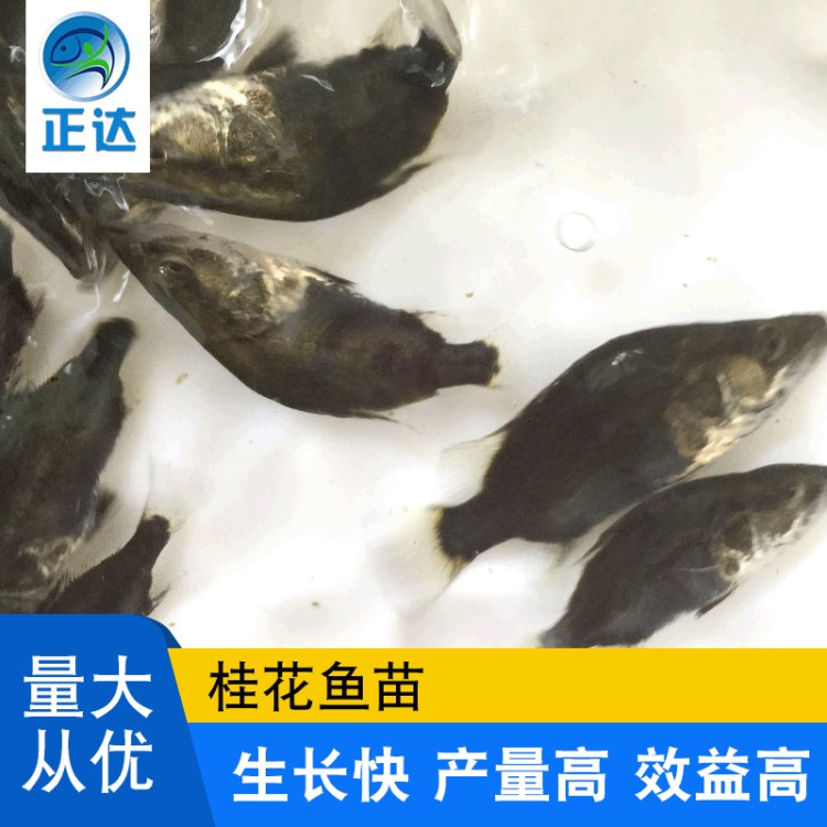 鳜鱼桂花鱼 活体水产养殖淡水鱼苗 奥花鱼苗