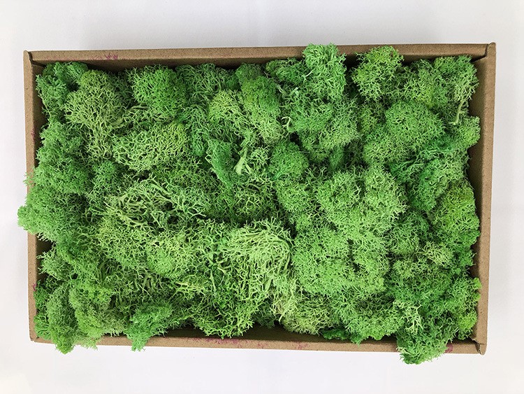 永生花干花批发玫瑰花厂家仿真200g小盒苔藓植物墙保鲜花直销