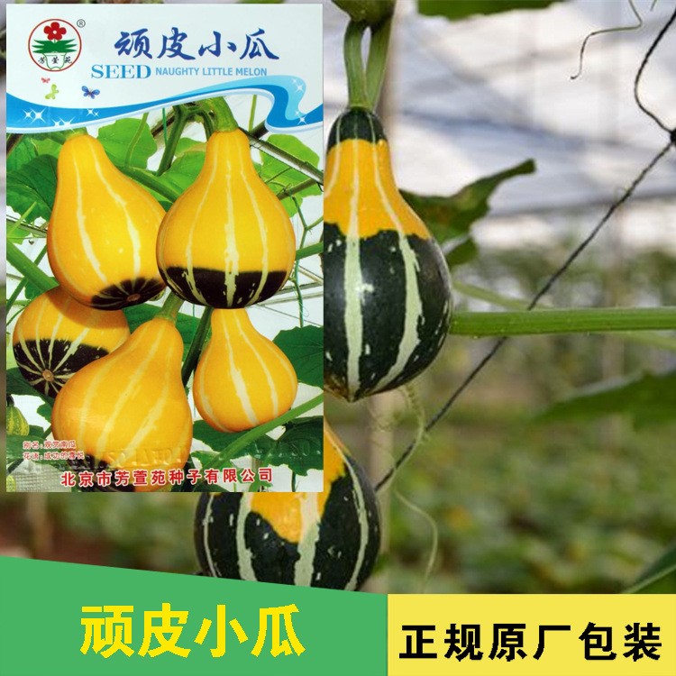 顽皮小瓜玩具南瓜种子 蔬菜种子创意迷你植物满18即包邮