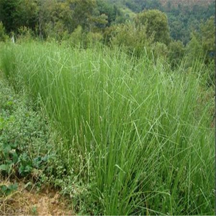 香根草种子 固土护坡草种四季青草坪种子香根草 保持水土香根草