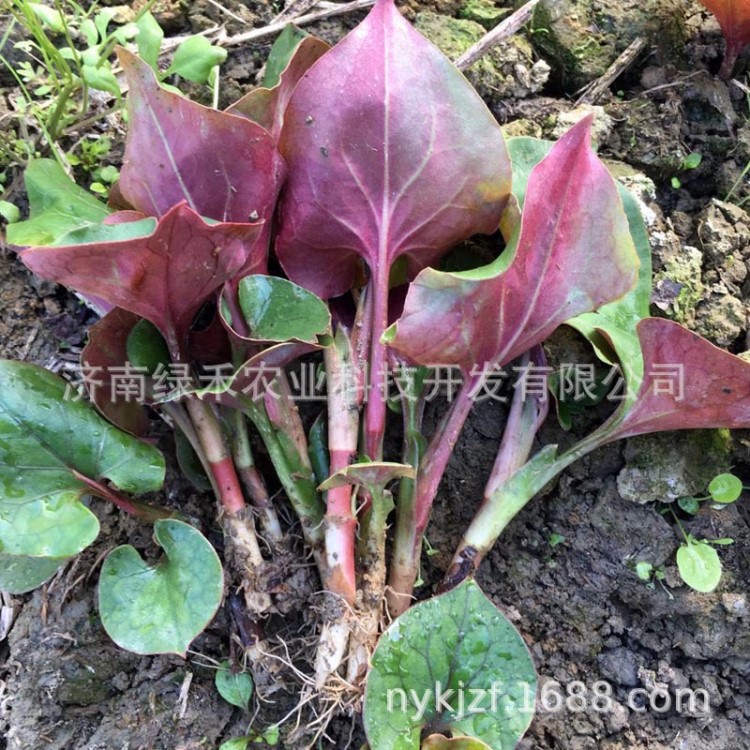 鱼腥草种苗 鱼腥草种子 折耳根苗 红根蔬菜种子 四季多年生