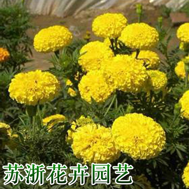 万寿菊种子 臭芙蓉花籽景观绿化阳台盆栽四季播易种庭院花卉观赏