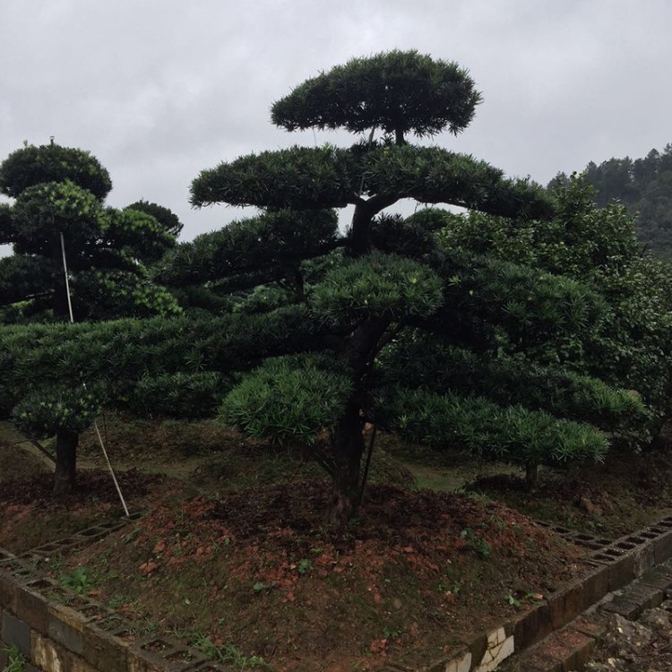 农业合作社 种植罗汉松 罗汉松树苗价格便宜规格 欢迎咨