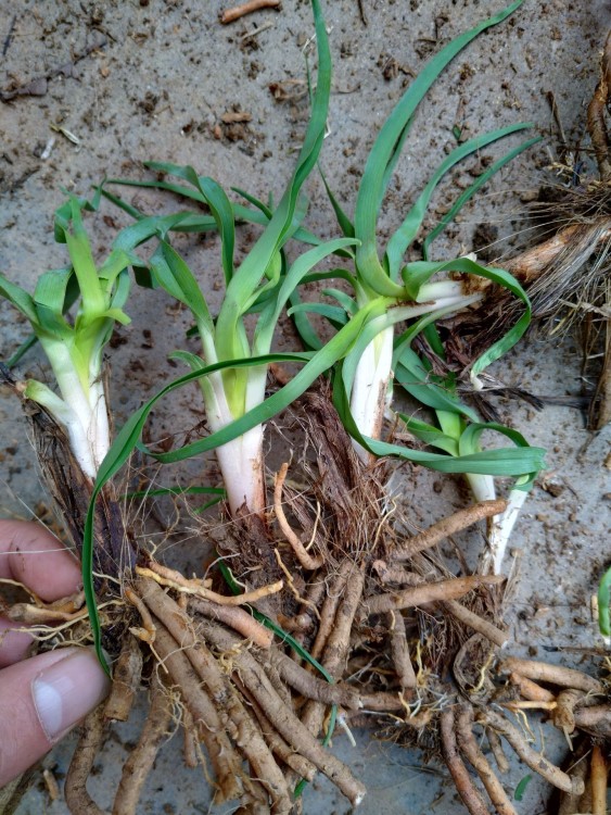 黄花菜种苗，忘忧草，宣草