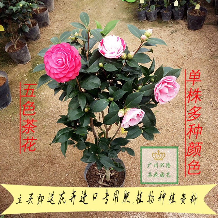 五色赤丹茶花盆栽批发 十八学士七仙女茶花小苗 带花苞茶花树苗花