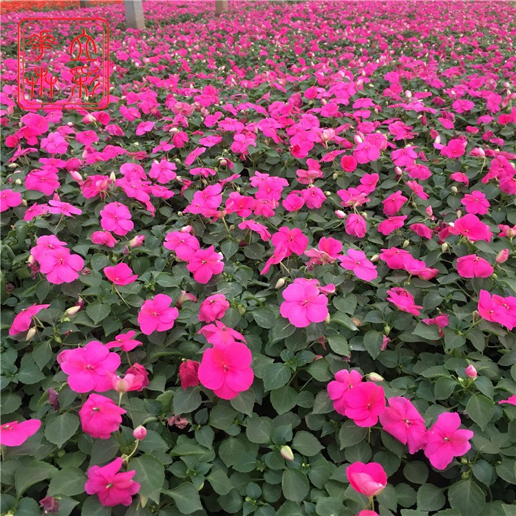 非洲凤仙 青州花卉基地  非洲凤仙花价格 非洲凤仙图片