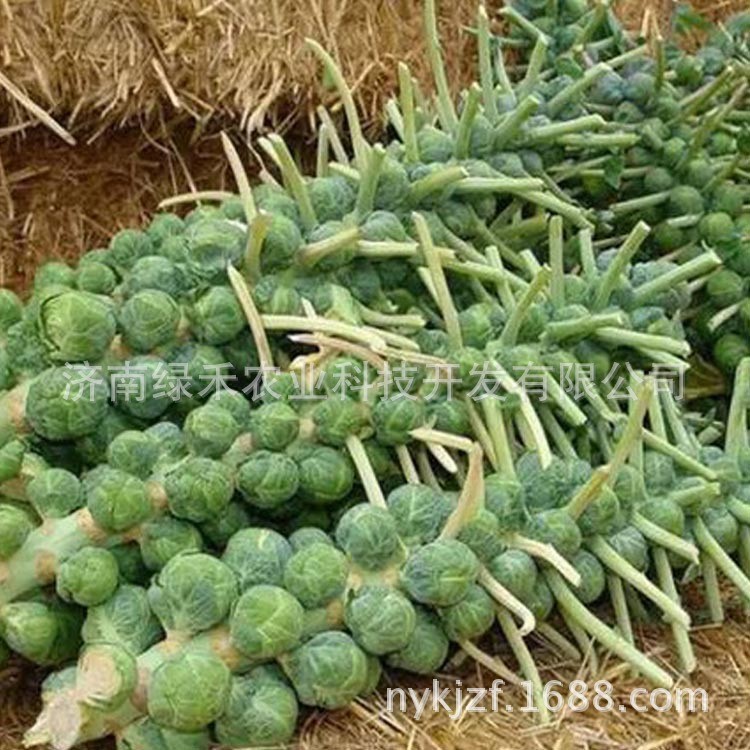 孢子甘蓝种子 芽球甘蓝 迷你小甘蓝 包菜 卷心菜 特种蔬菜 基地种