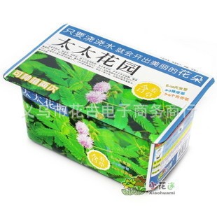 厂家直销 长期供应 盆栽 盆景 花卉批发（太太花园-含羞草）礼品