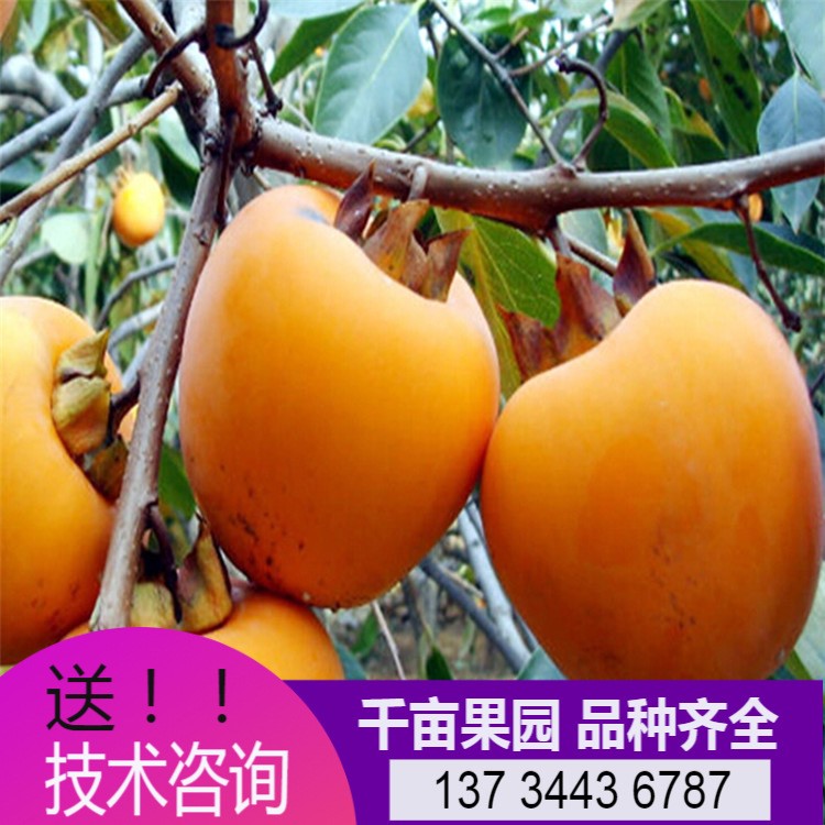 现挖现卖优良嫁接大牛心柿子树  苗圃供应庭院种植磨盘柿树苗