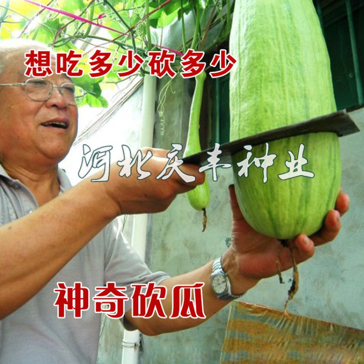 天下奇瓜 砍瓜种子 随吃随砍 早熟 南瓜种子蔬菜种子大棚露地均可