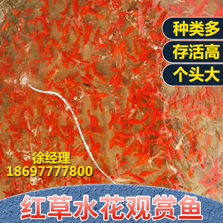 河南观赏鱼养殖基地现货批发 红草鱼活体鱼苗 红草水花 量大价优