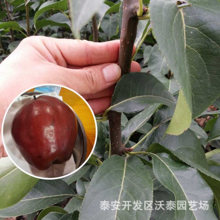 梨树苗新品种红巴梨 实地考察 现挖现卖基地种植批发 成活率高