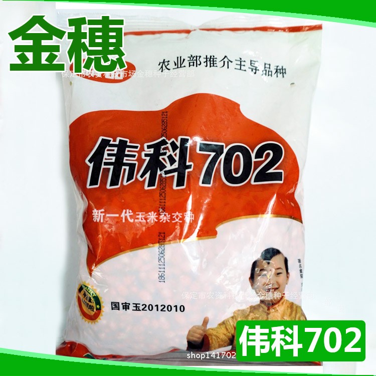 种子伟科702新一代玉米杂交种 轴细大穗 抗病抗倒玉米种子