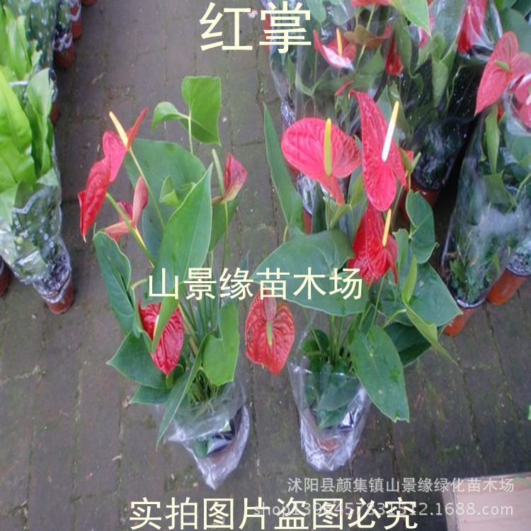 【基地直供】室内绿化租摆盆栽花卉植物火鹤花 红掌