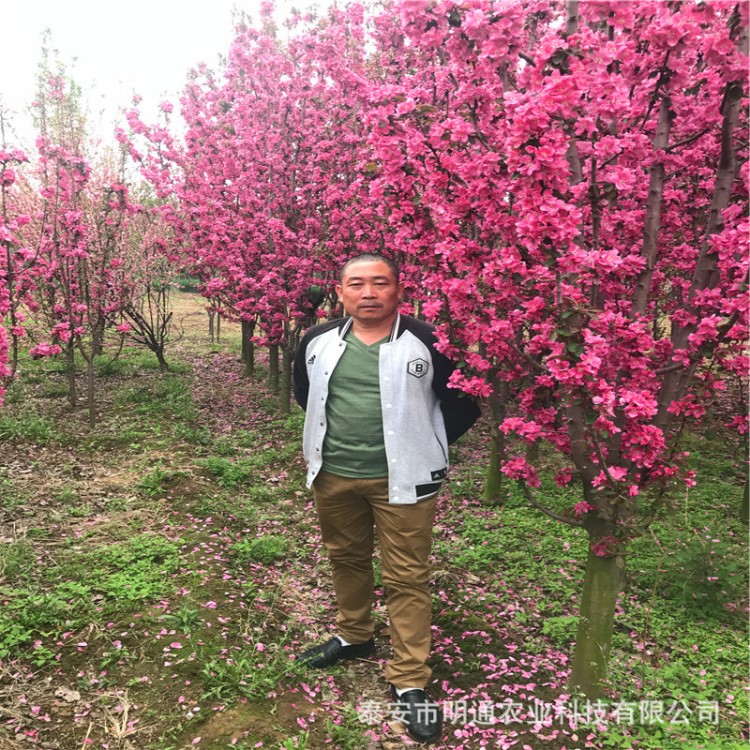 风景树贵州北美海棠树苗 江西绚丽海棠树苗 湖北西府海棠树苗批发