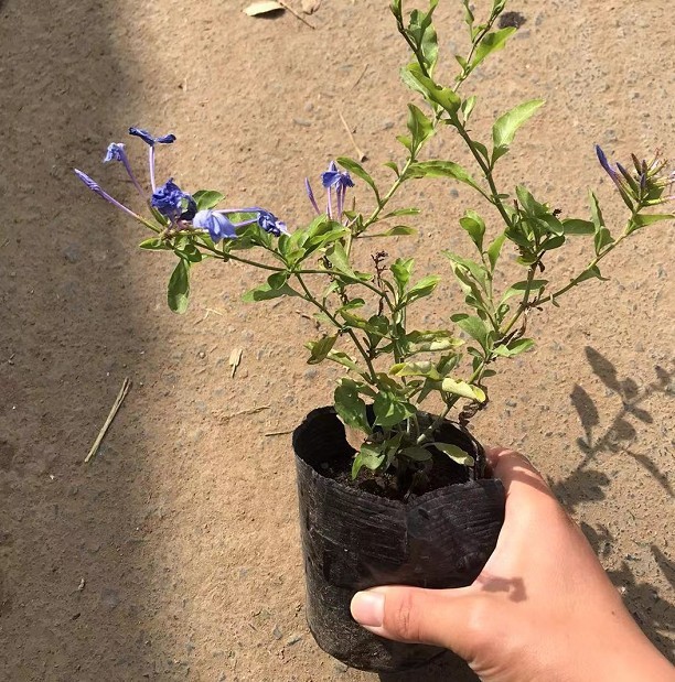 蓝雪花盆栽小苗办公室内阳台桌面观花耐热好养植物庭院爬藤花卉