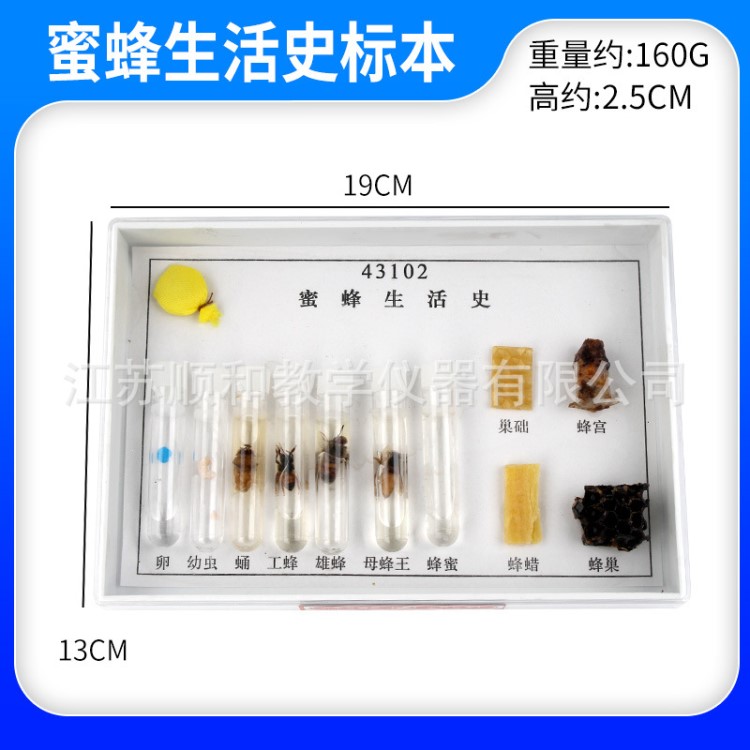 蜜蜂生活史标本 43102 生物标本 教学标本 教学仪器