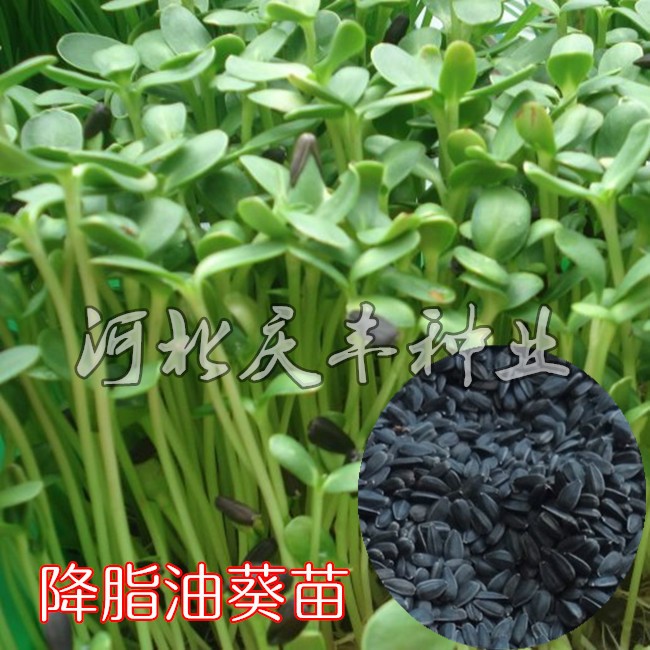 降脂油葵苗芽苗菜种子油葵种子水培蔬菜种子无土栽培纸上种菜有机