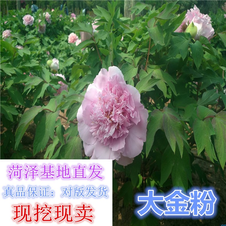 2019新品观赏牡丹洛阳牡丹花苗催花牡丹嫁接苗成活率一件代发